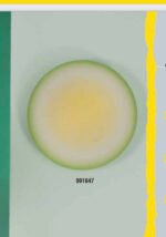 Plafoniera Clasica APPLE E27 2x60W Abajur Sticla Verde Galben Crem 300cm ESTO - imagine 2